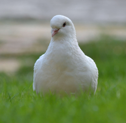 Pigeon blanc dans l'herbe verte